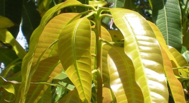 la-xoai-non-1426753724521-20-0-275-500-crop-1426753757241